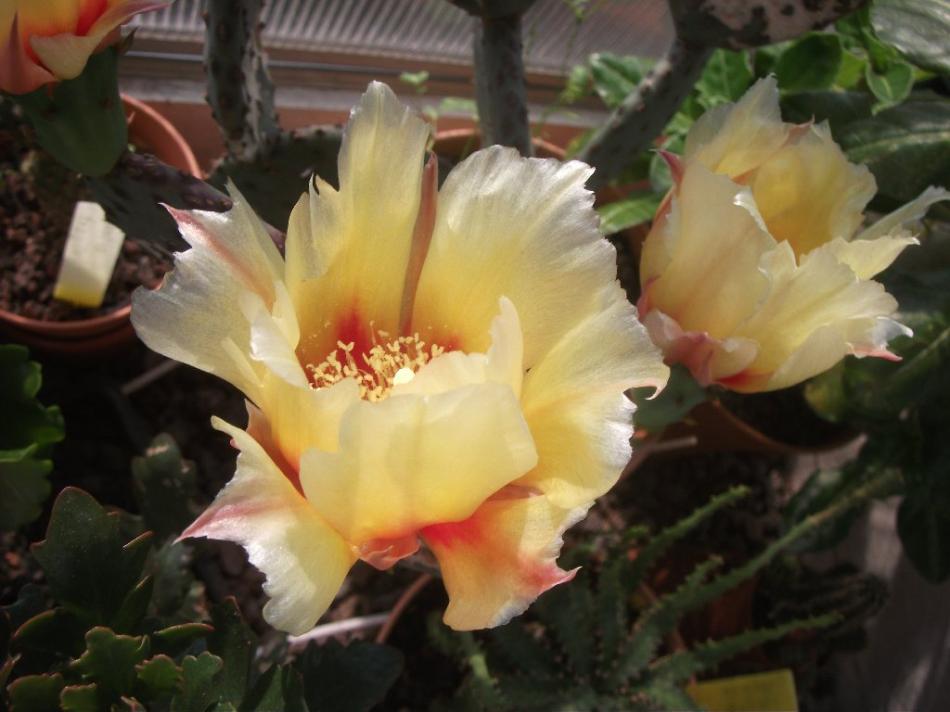 Gelbe Opuntien Blüte von Gelbe Opuntien Blüte
