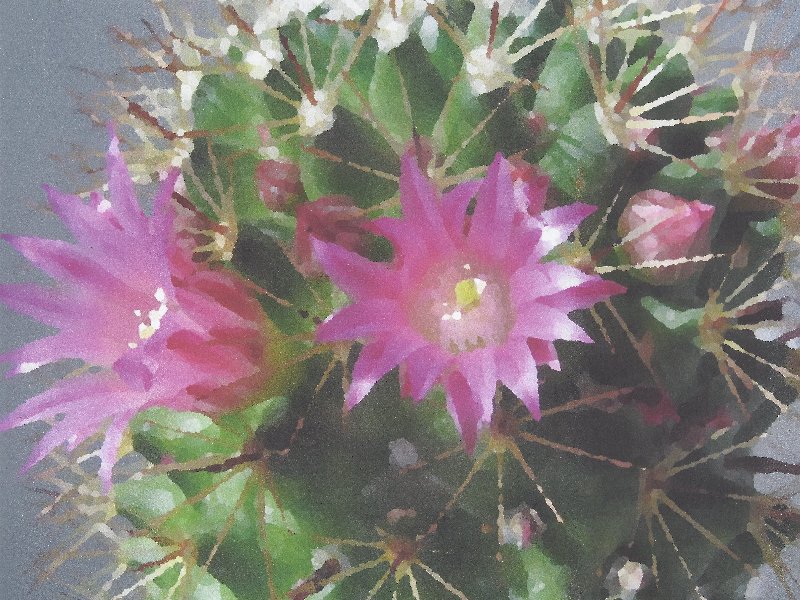 Mammilaria Blüten.jpg von Mammilaria Blüten.jpg
