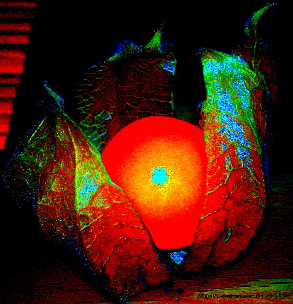 Physalis von Physalis