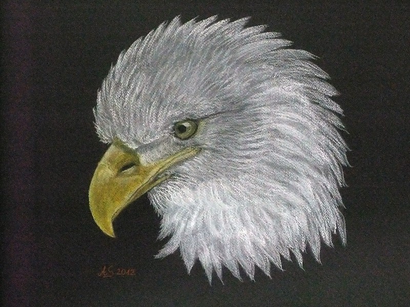 Weißkopfseeadler von AS Weißkopfseeadler