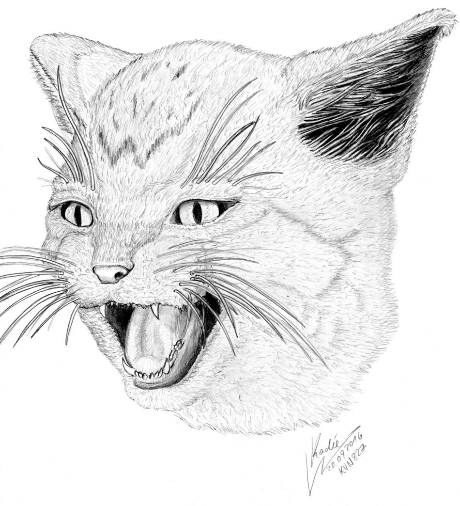 Kater Kater