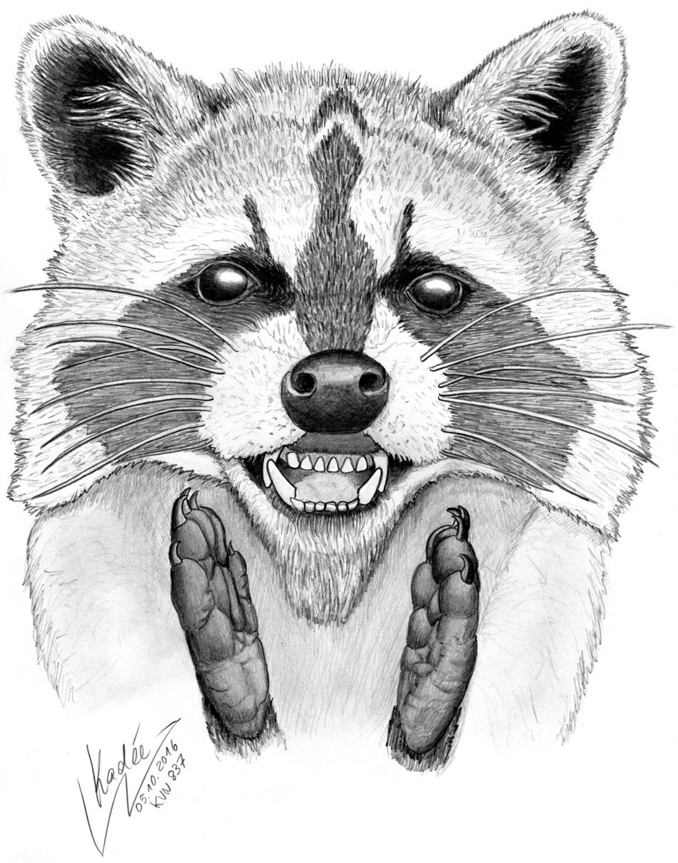 Waschbär (Kadée 2016 / KNV 837) von Kadée Waschbär (Kadée 2016 / KNV 837)