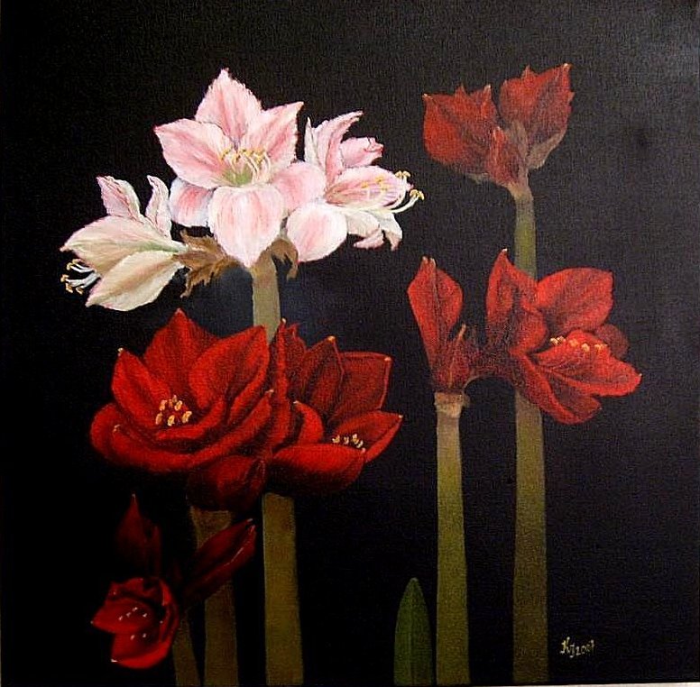 Amaryllis von kraftili Amaryllis