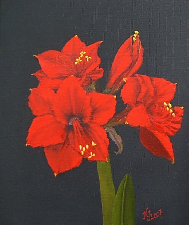 Amaryllis 2 von kraftili Amaryllis 2