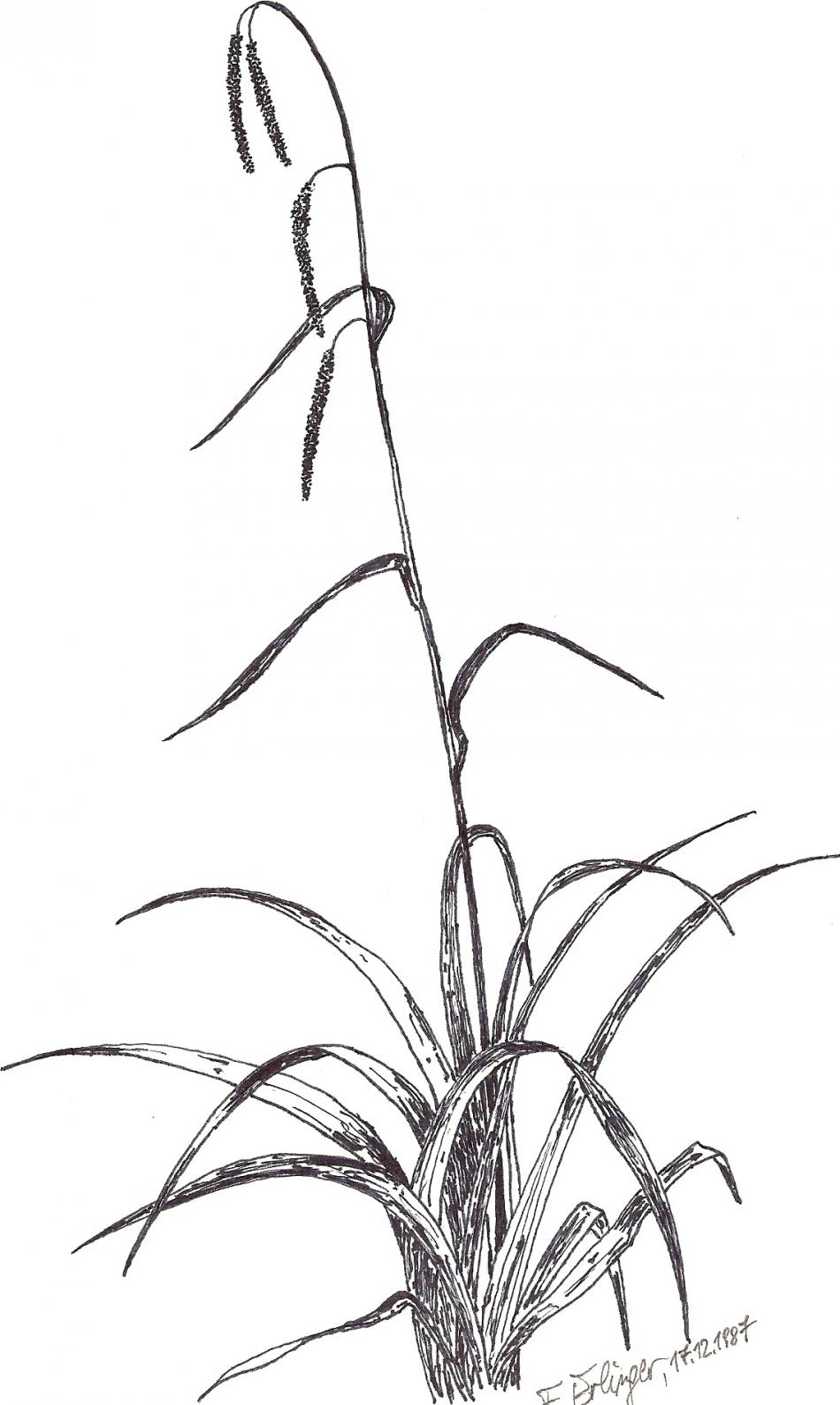 Segge von Segge