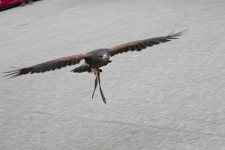 Falke im Anflug von KMK Falke im Anflug