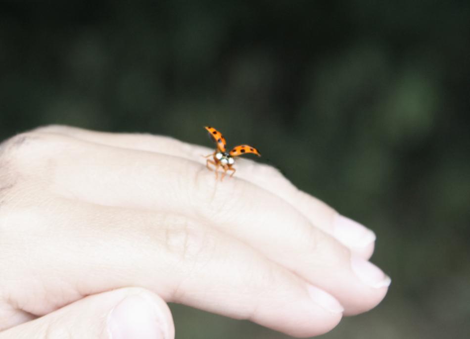 Marienkäfer fliegt von KMK Marienkäfer fliegt