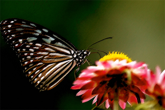 Vlinder (Schmetterling) von Vlinder (Schmetterling)