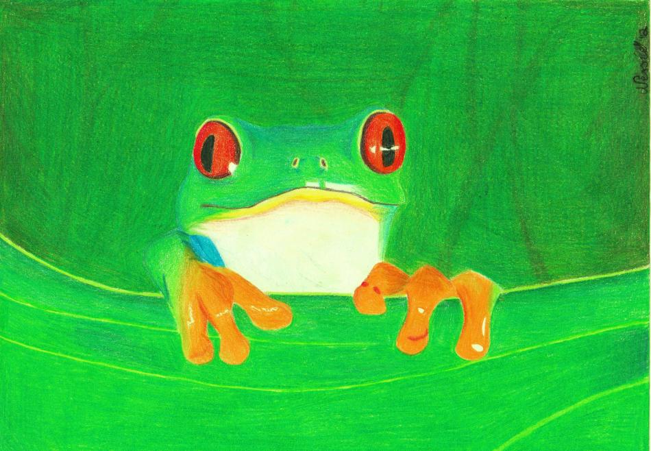 Red-eyed frog von Nessie Red-eyed frog