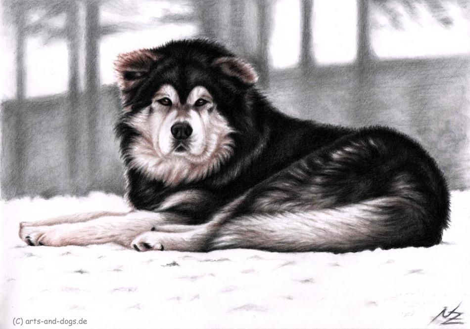 Alaskan Malamute im Schnee von Alaskan Malamute im Schnee
