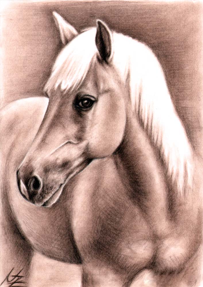 Haflinger Hengst von Haflinger Hengst