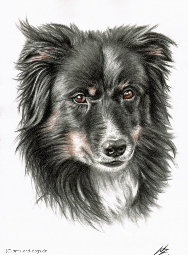 Border Collie von Border Collie
