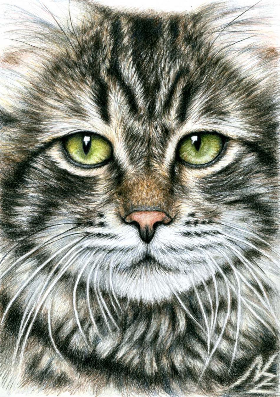 Katzengesicht von Katzengesicht