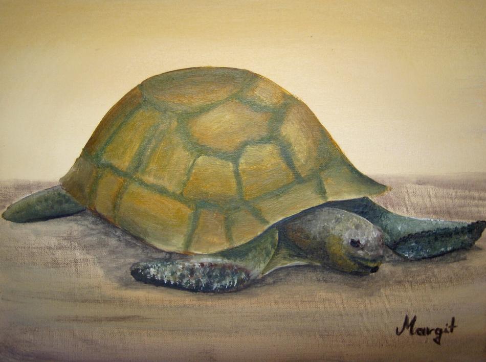 Schildkröte von Margit Schildkröte