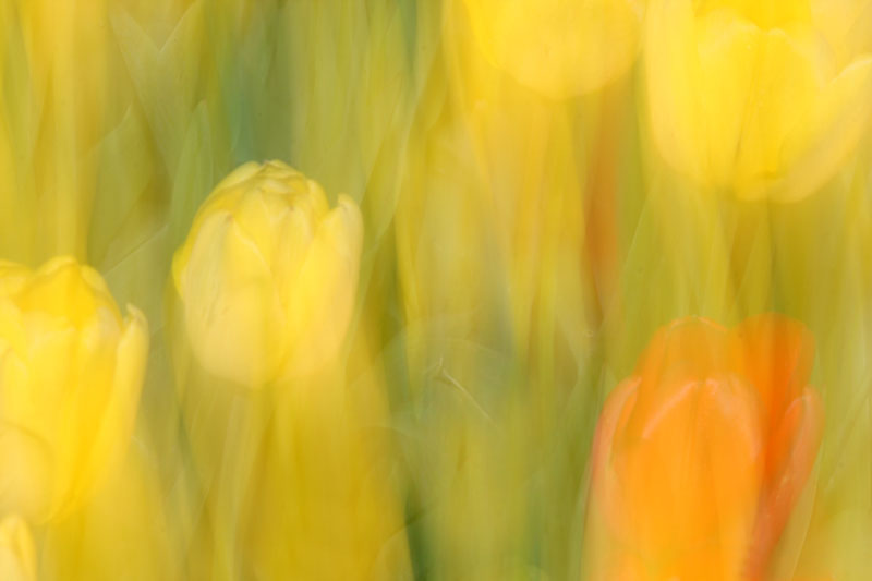 Kunstwerk Tulpentraum von Pilsak