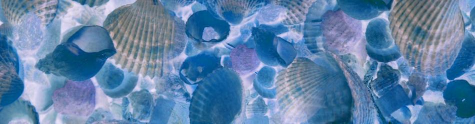blueshells von RichArt blueshells