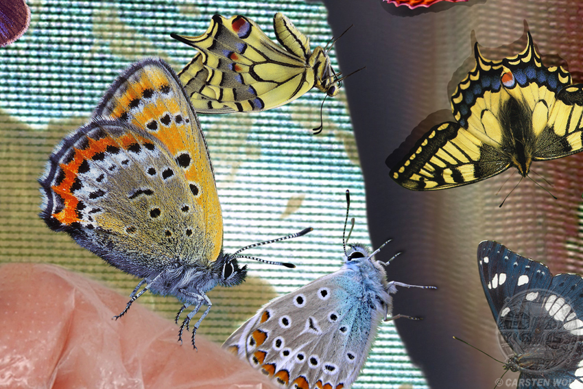 Detail aus Der Junge von Detail aus Der Junge