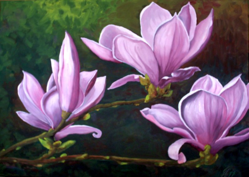 Magnolien von GH Magnolien