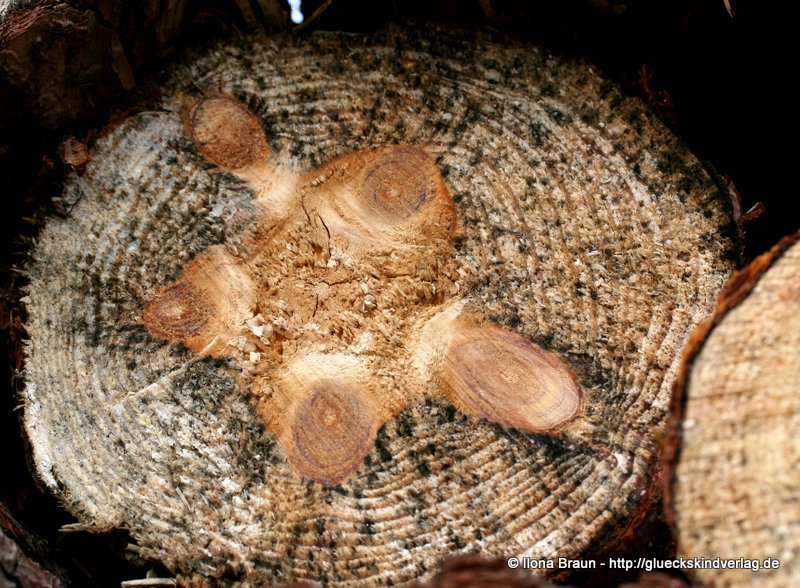 Turtle Tree