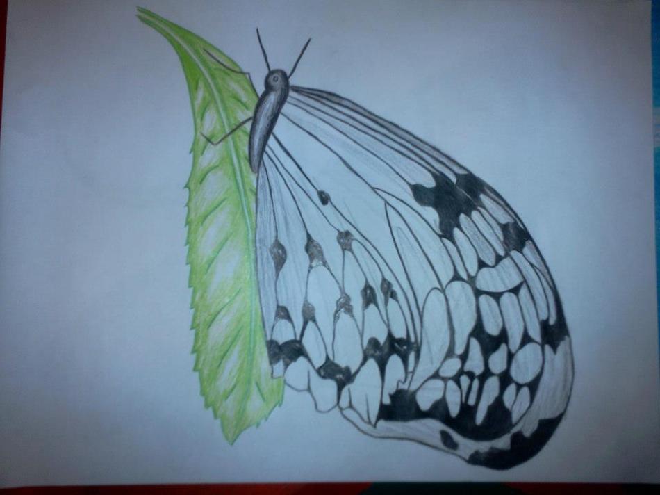 Schmetterling von Schmetterling