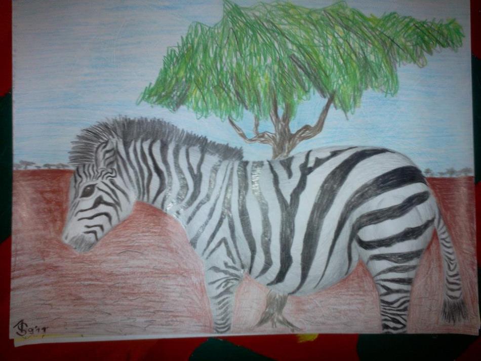 Zebra von Zebra