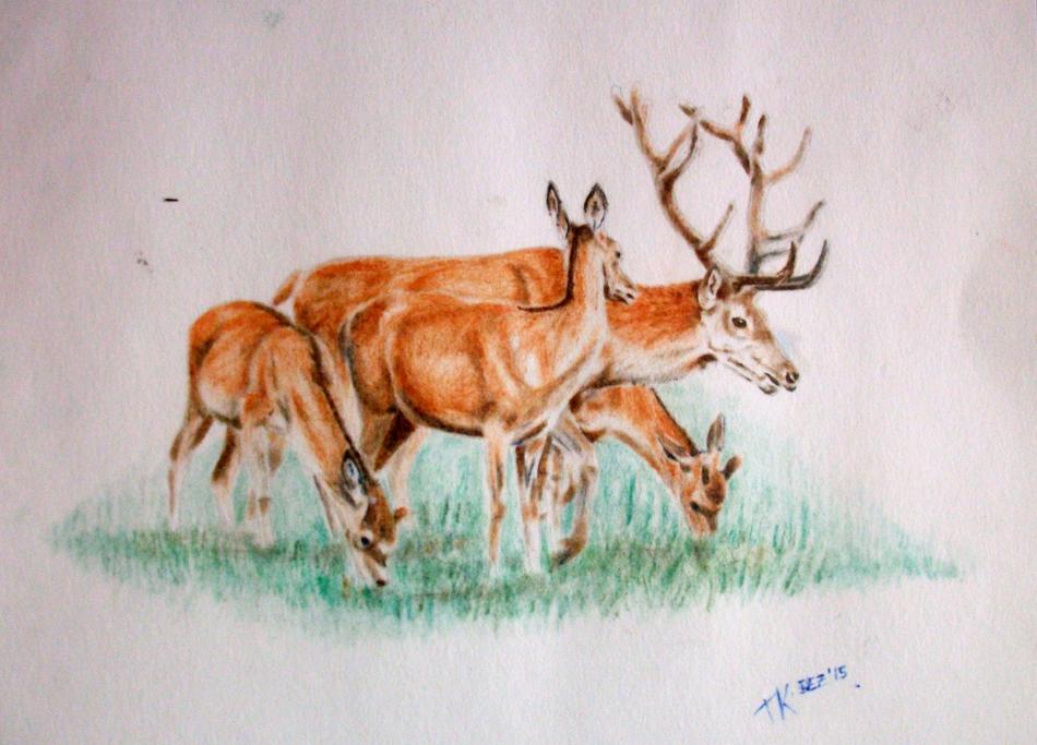 Rotwild, trockener Pinsel2015.jpg von Rotwild, trockener Pinsel2015.jpg