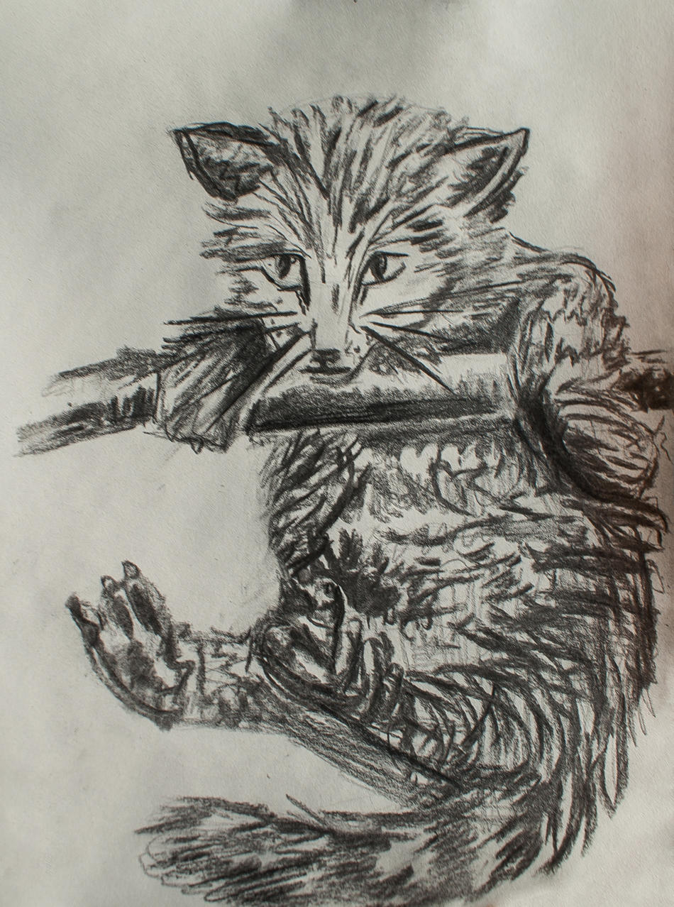 Katze von Katze