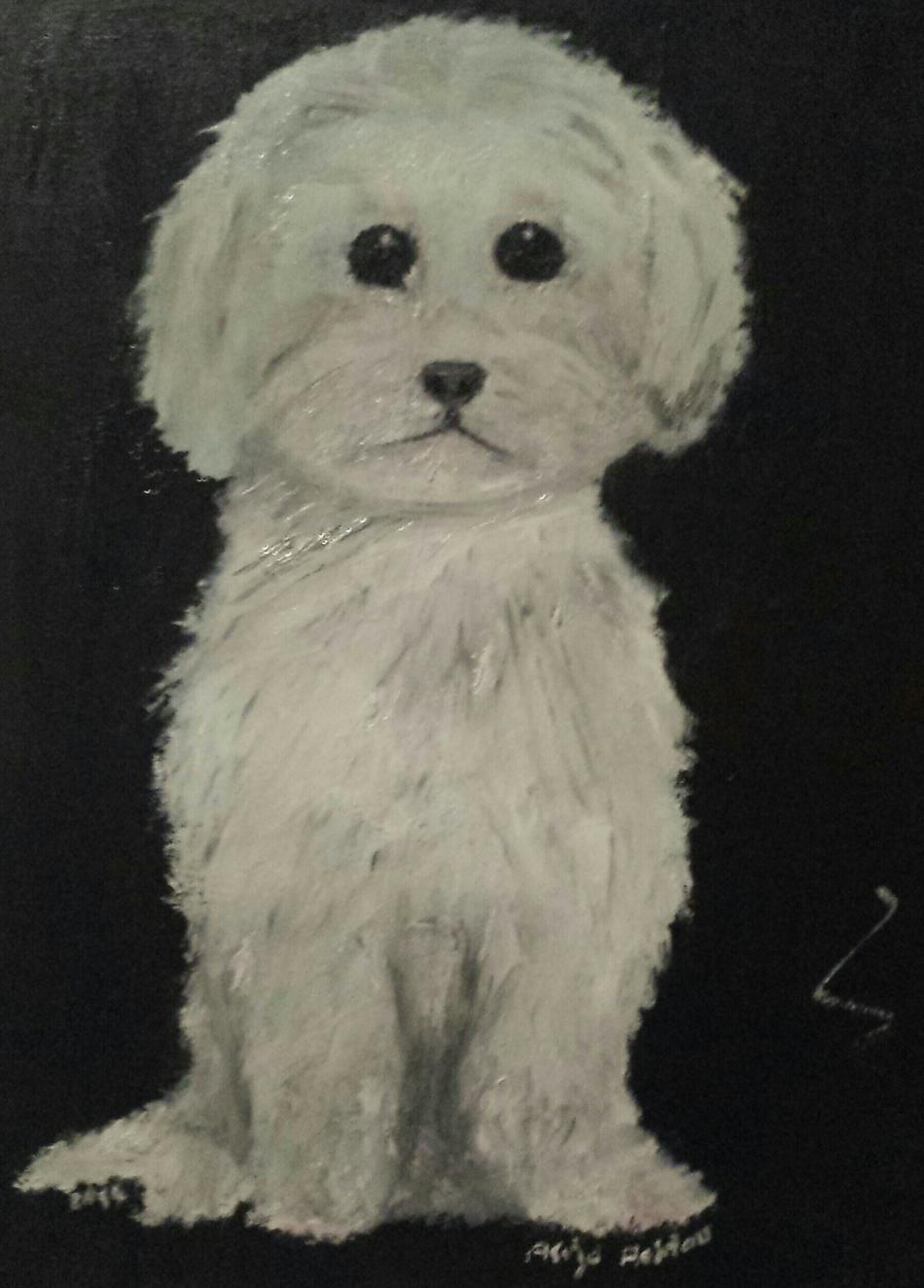 Malteser Hund von alaja ashton Malteser Hund