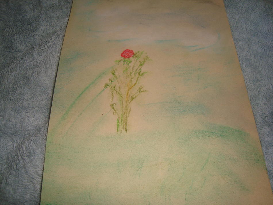 Rose von Rose