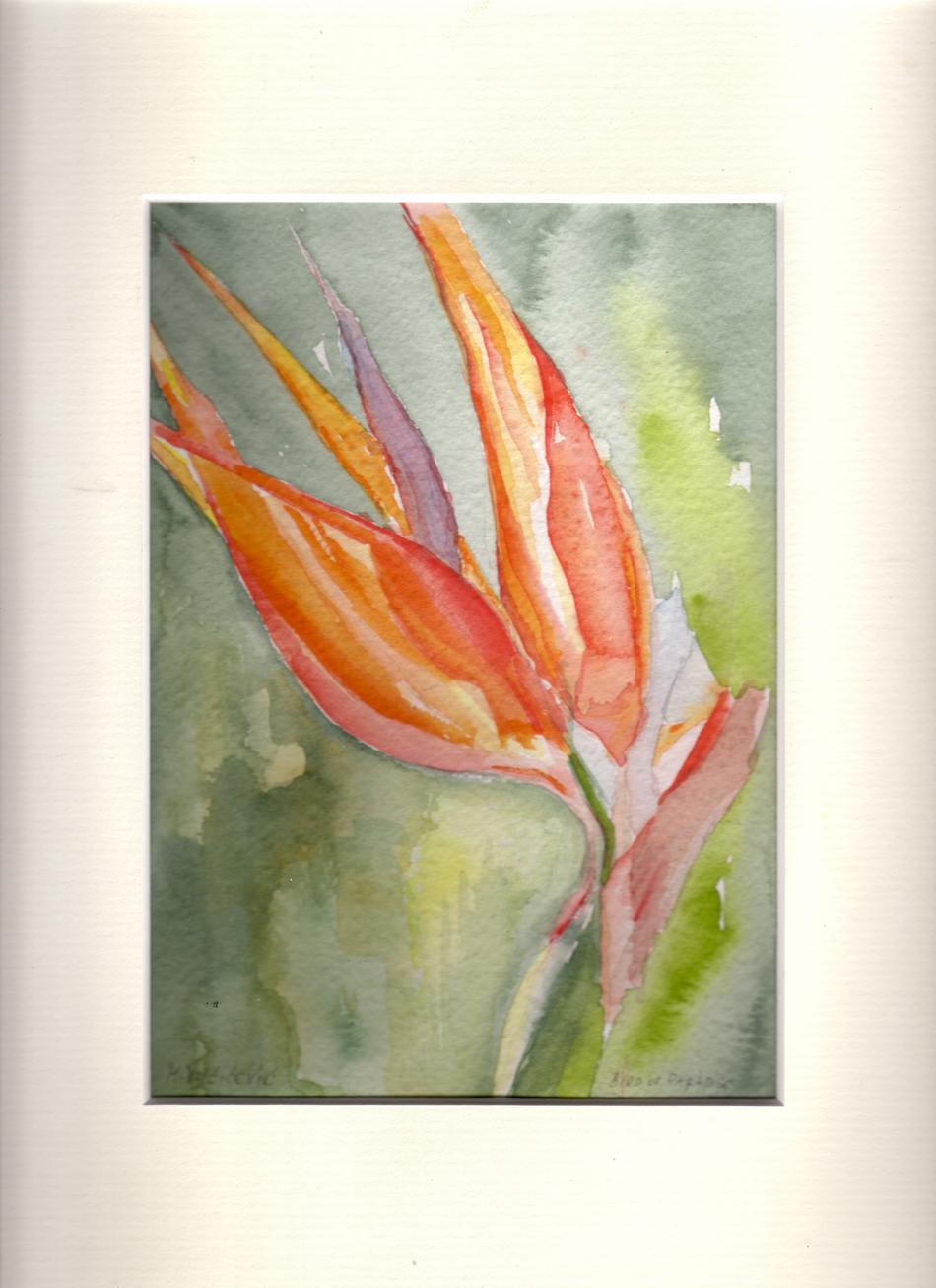 Blume von Blume
