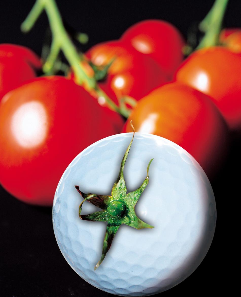 Tomato von Tomato