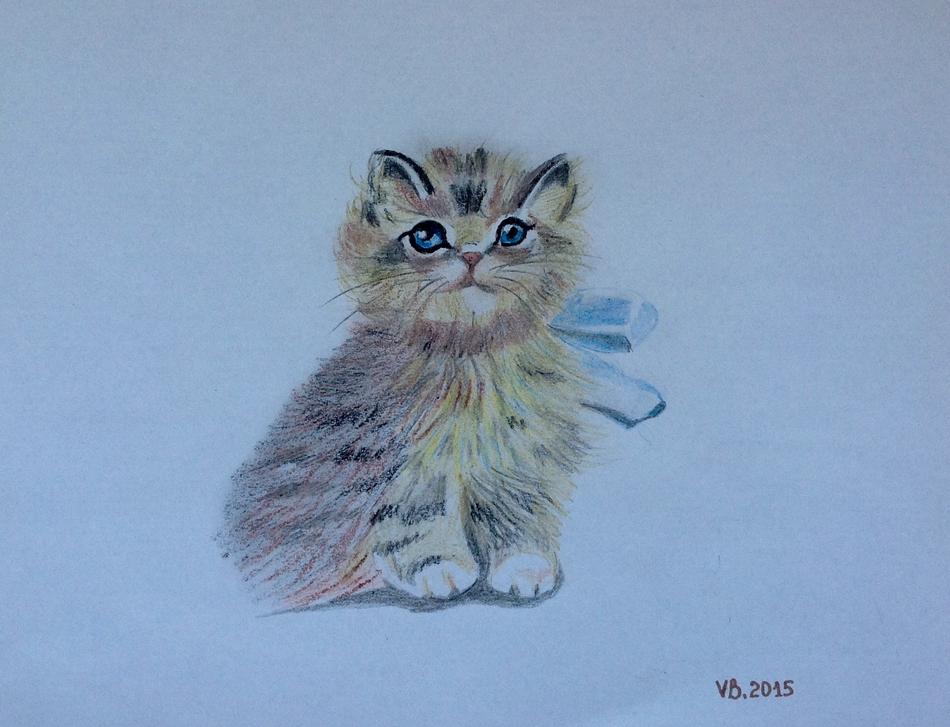 Baby Katze mTom von Viktoria von Schloss Föckelberg Baby Katze mTom