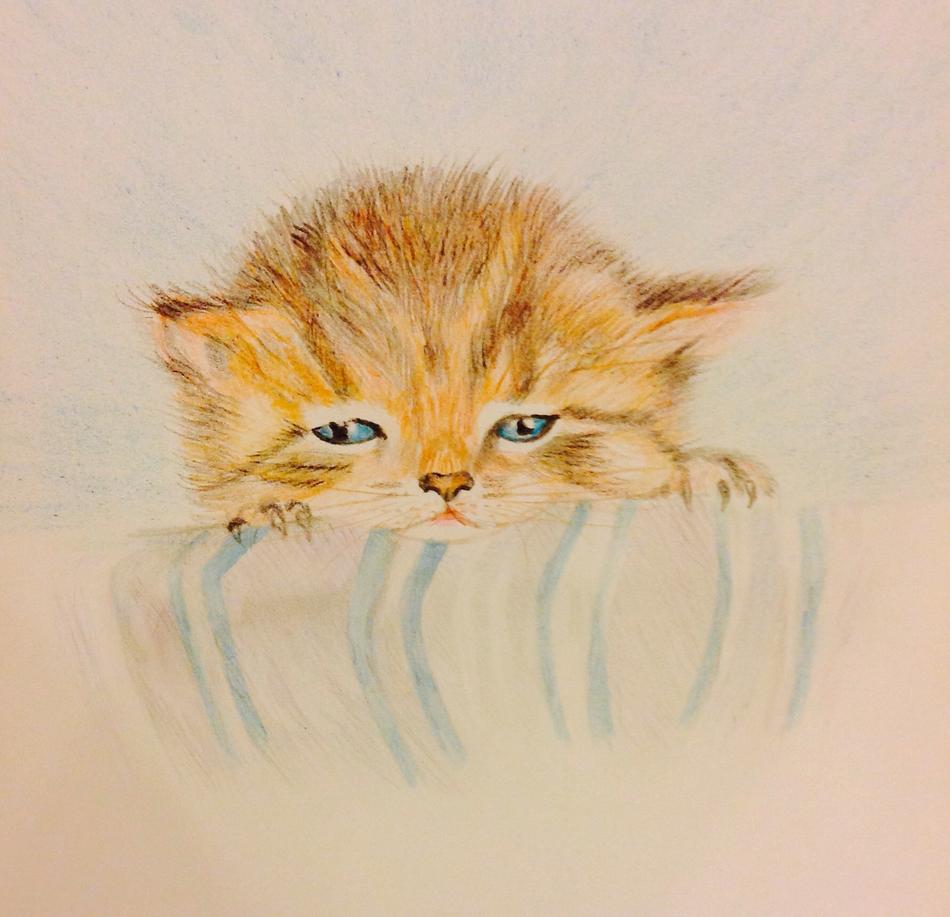 Katze von Viktoria von Schloss Föckelberg Katze