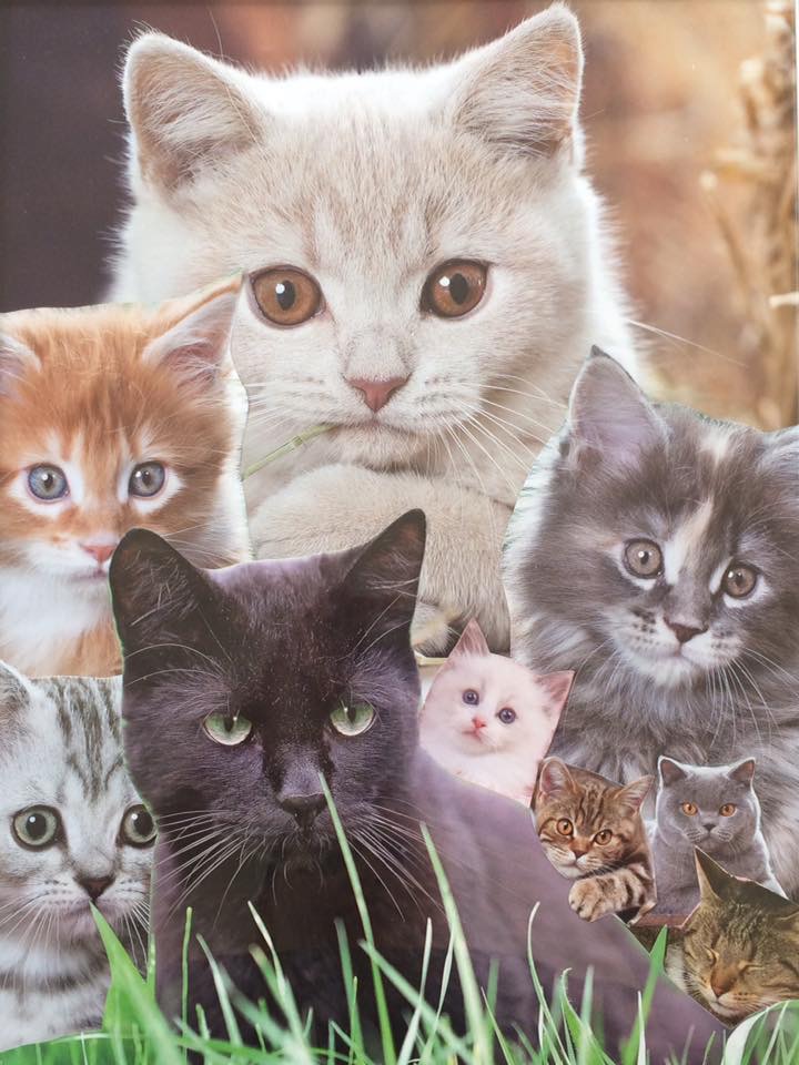 Cats von Cats