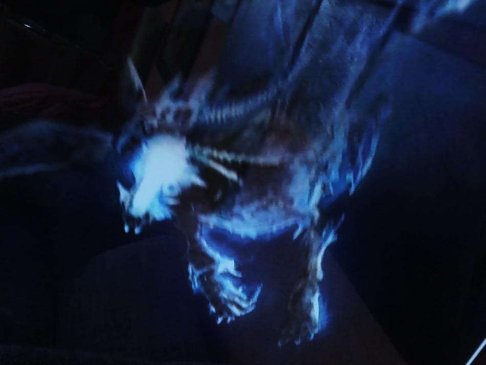 Drache von Sutterer Drache