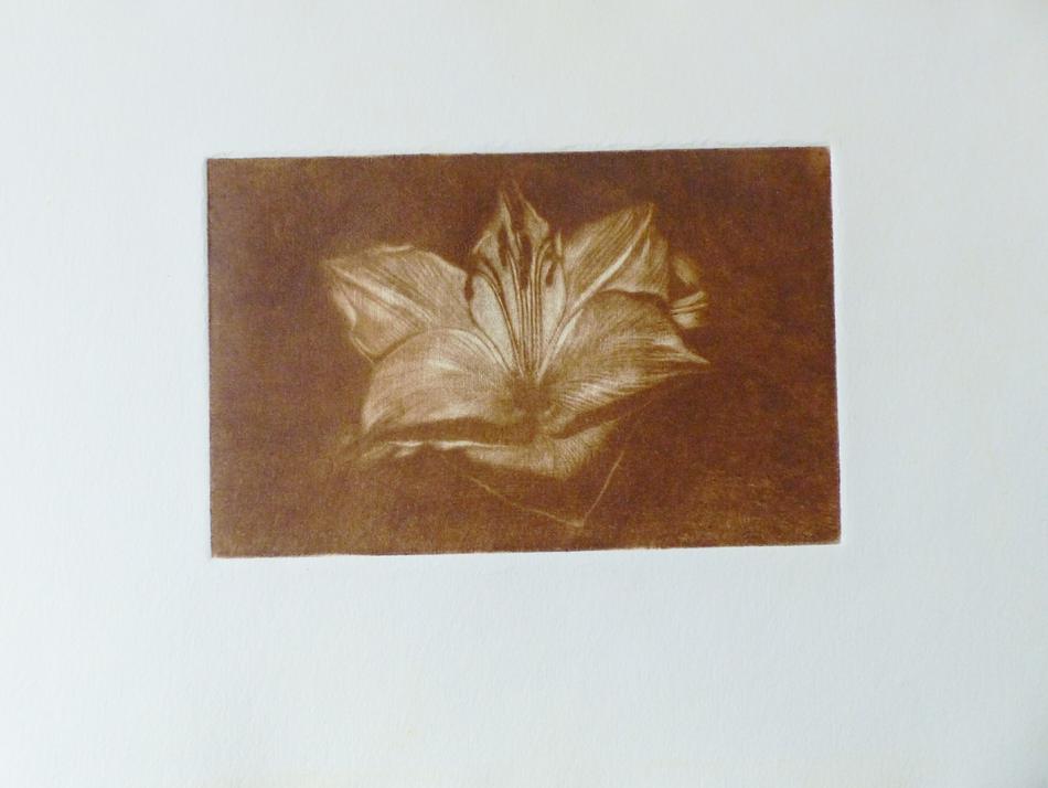 Amaryllis von Amaryllis