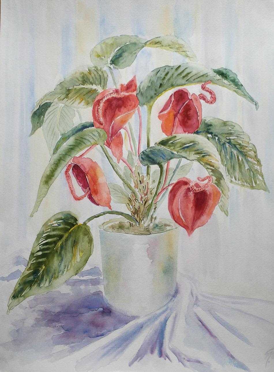 Anthurium von Anthurium