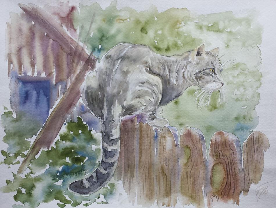 Katze von Katze
