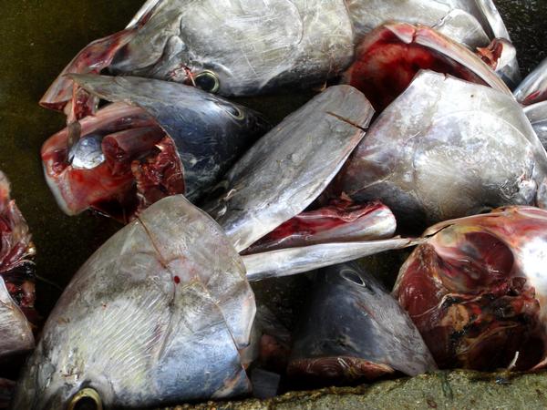 fischköpfe von fischköpfe