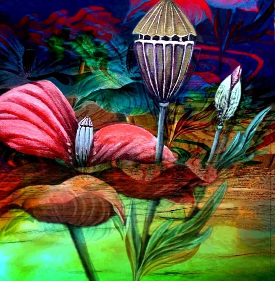 Mohn von GeSche Mohn