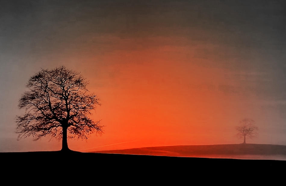 Der Baum von bernd hiep Der Baum