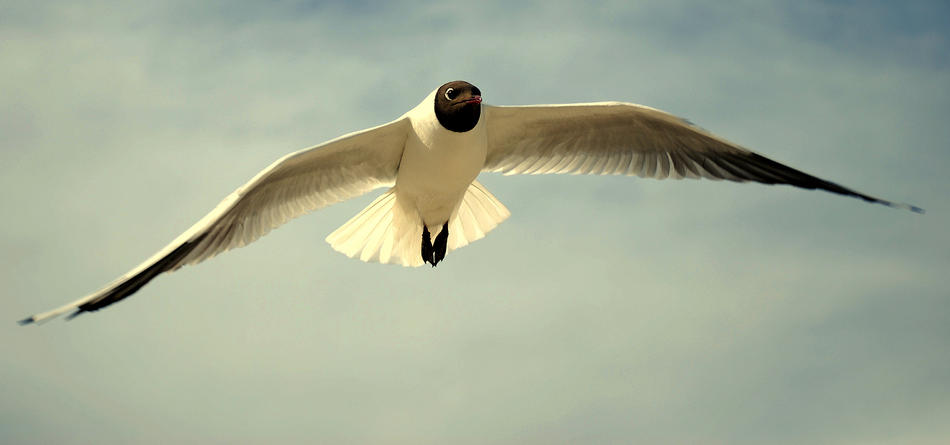 Rückflug II von bernd hiep Rückflug II