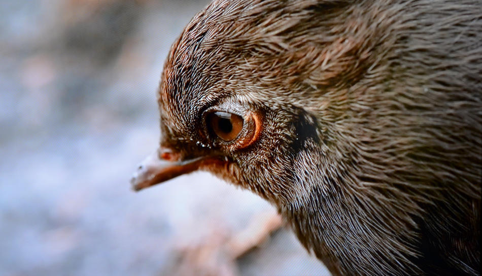 Spatz von bernd hiep Spatz
