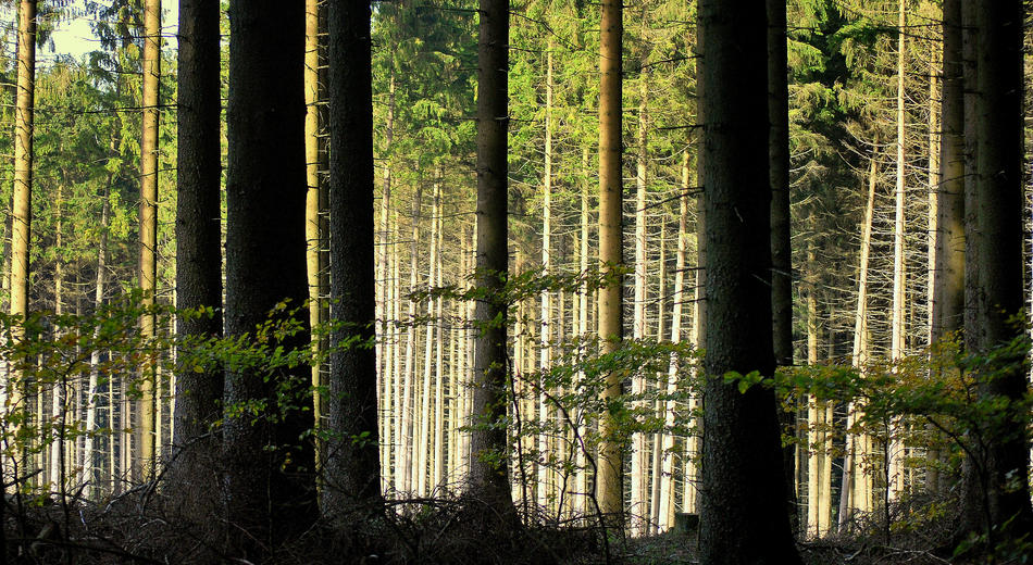 Das erste Licht des Waldes von bernd hiep Das erste Licht des Waldes