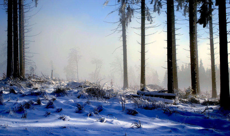 Letzter Schnee im Winterwald von bernd hiep Letzter Schnee im Winterwald
