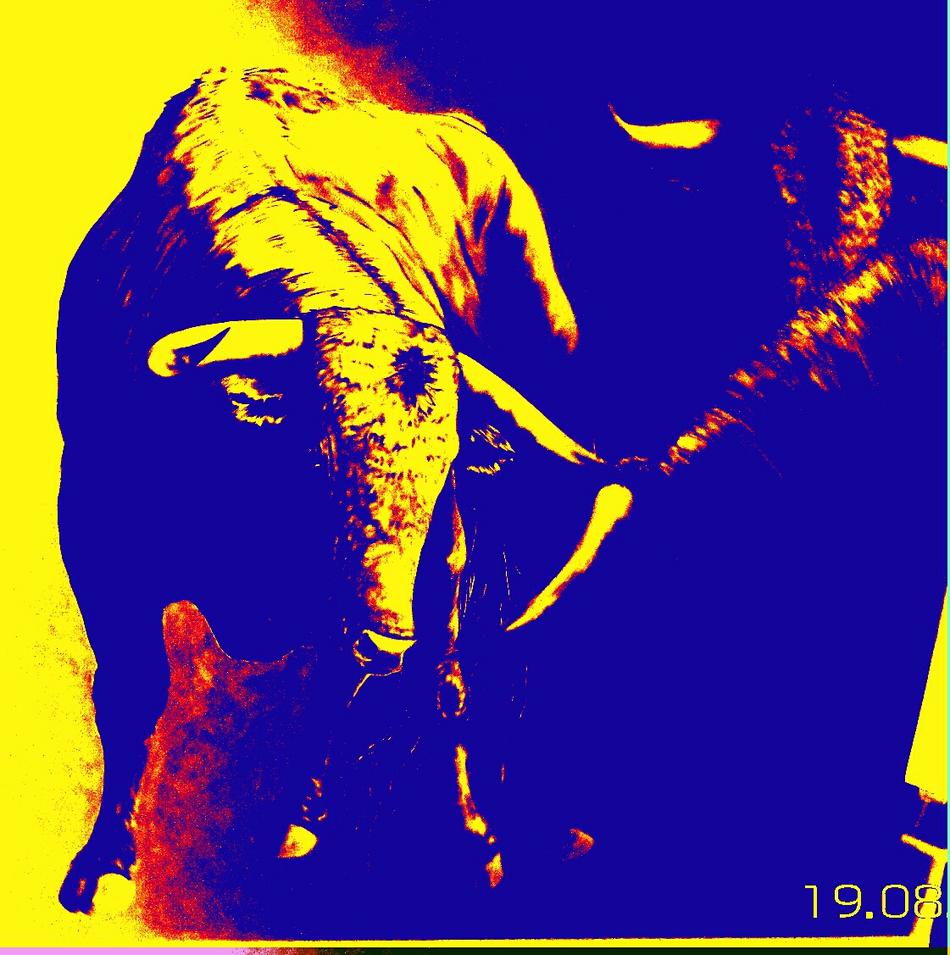 Bullconversacion von Bullconversacion