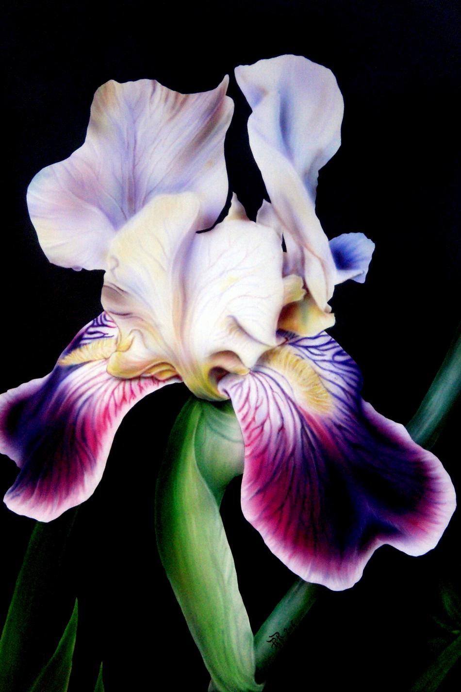 IRIS von PIPI IRIS