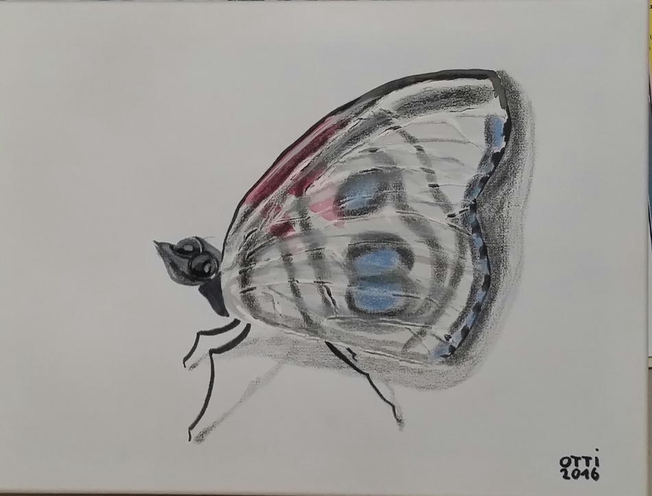 Fleckenfalter von OTTI Fleckenfalter
