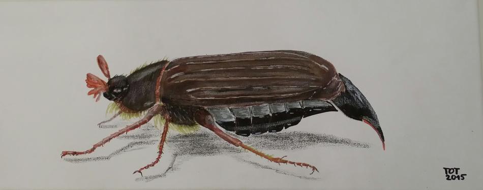 Maikäfer von OTTI Maikäfer