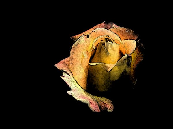 Rosenknospe von Bury Rosenknospe